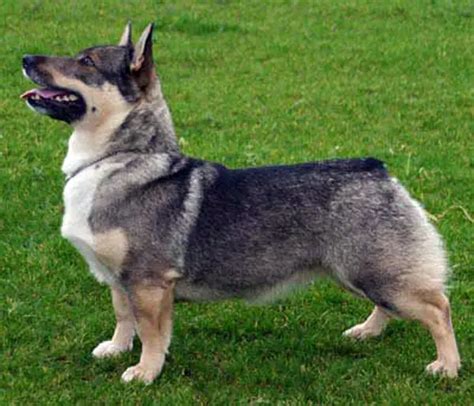 Swedish Vallhund