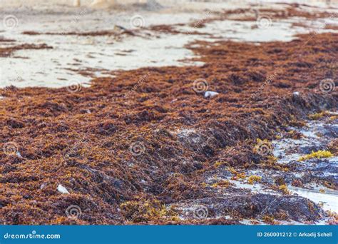 Praia De Sargazo De Algas Vermelhas Muito Nojenta Polui O Do Lixo