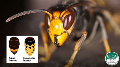 British Pest Control Association Warns Residents To Look Out For Asian Hornets After Species