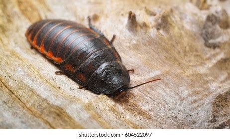 Black Giant Madagascar Hissing Cockroach Natural Stock Photo