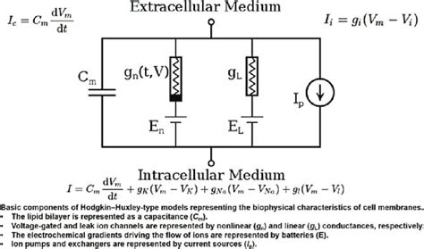 The Electronic Circuit Equivalent Of The Hodgkin Huxley Biological