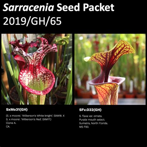 Gh Sarracenia Seeds Mysite