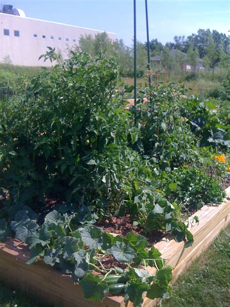 Tomato Race Update Close But So Far The Impatient Gardener