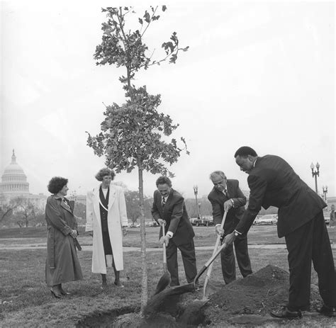 State of Connecticut Tree | Architect of the Capitol