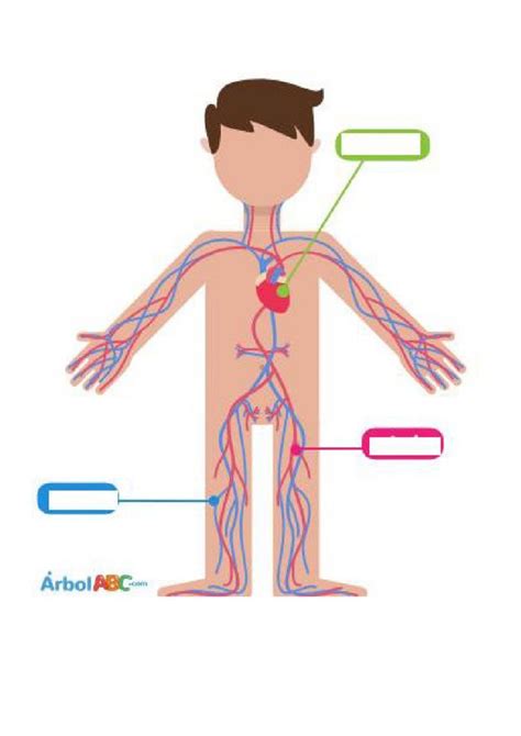 Aparato Circulatorio Online Worksheet Aparato Circulatorio Sistemas Del Cuerpo Humano