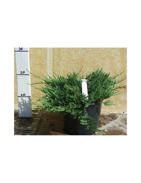 Ginepro Horizontalis Glauca Vendita Piante On Line Solopiante It