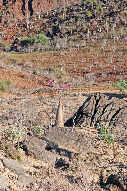 自2008年以来因其生物多样而被联合国教科文组织高清图片下载 正版图片504902955 摄图网