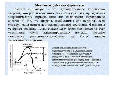 Ферменты. Классификация фермента (шифр) - презентация онлайн