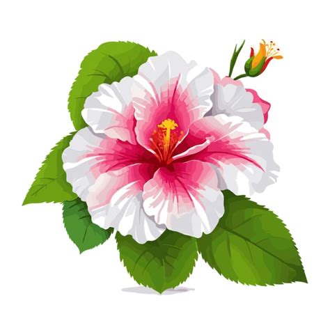 Premium Vector Hibiscus Flowers Vector On White Background