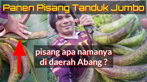 Panen Pisang Tanduk Jumbo Pohon Tumbang Efek Buah Jumbo Youtube