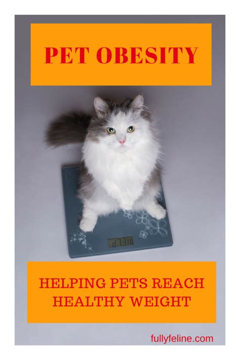 Fighting Pet Obesity Healthy Weight Week