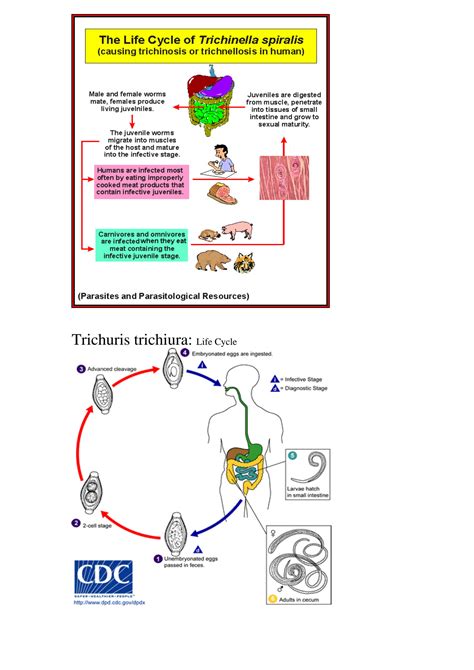 Trichinella Spiralis Life Cycle