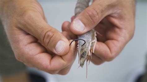 How To Rig Live Shrimp Under A Popping Cork For Redfish Trout