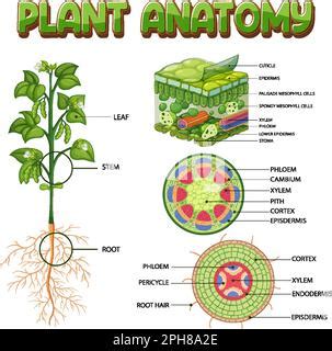 Internal Structure Of Plant Diagram Illustration Stock Vector Image