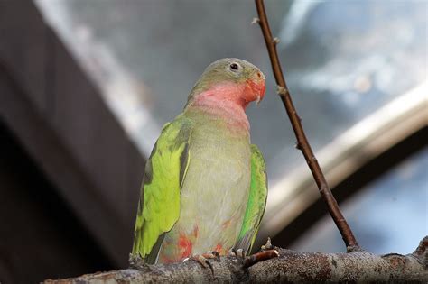 Featured Animals - Princess Parrot - CMZoo