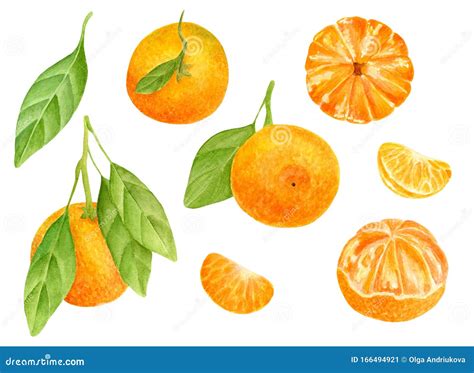 Watercolor Tangerine Set Hand Drawn Botanical Illustration Of Peeled