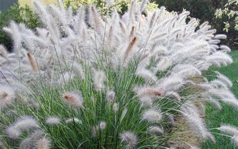 White Fountain Grass Pennisetum Setaceum Alba Seeds Etsy