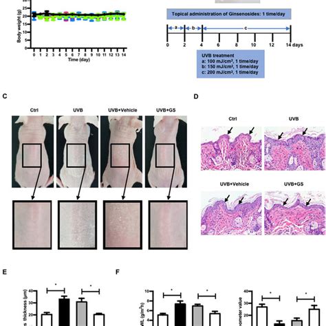 Effect Of Topical Application Of GS On UVB Induced Skin Barrier Damage