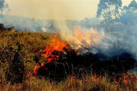 Municipios De Casanare En Alerta Roja Por Incendios Forestales