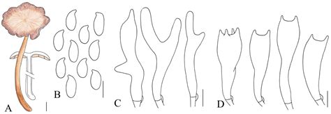 The Combination Of Morphological And Phylogenetic Evidence Reveals Four