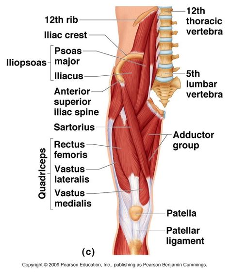 Pelvic Thigh Muscles Diagram Quizlet