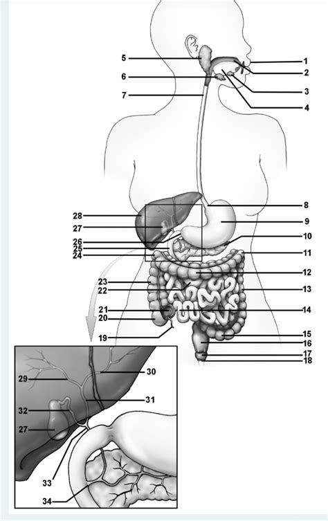 Label The Digestive System Diagram Quizlet