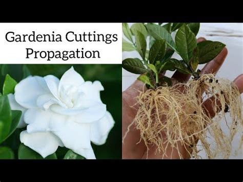 How to grow gardenia plant from cuttings , Gardenia propagation ...