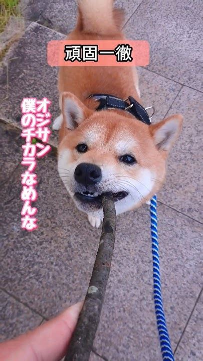 【ゴンのチカラ強くなってる】当然取り上げた後は激おこでした😙 柴犬 豆柴 かわいい犬 Shorts Youtube