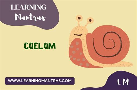 Coelom– Class 11 | Chapter – 4 | Short Notes Series PDF - Learning Mantras