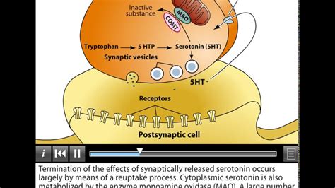 Serotonin Signaling Pathway