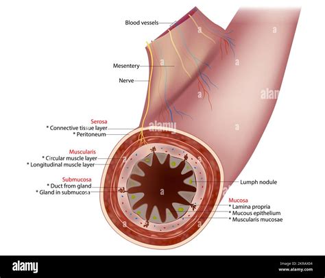 Small Intestine Diagram Cross Section Of A Typical Segment Of The