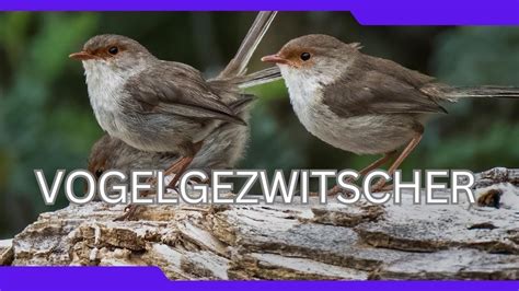 Naturgeräusche Vogelgezwitscher im Wald zum Entspannen und Träumen 37