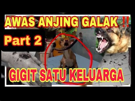 ANJING GIGIT SATU KELUARGA NGAMUK DI MARKAS FLOKI AND THE CLAN YouTube