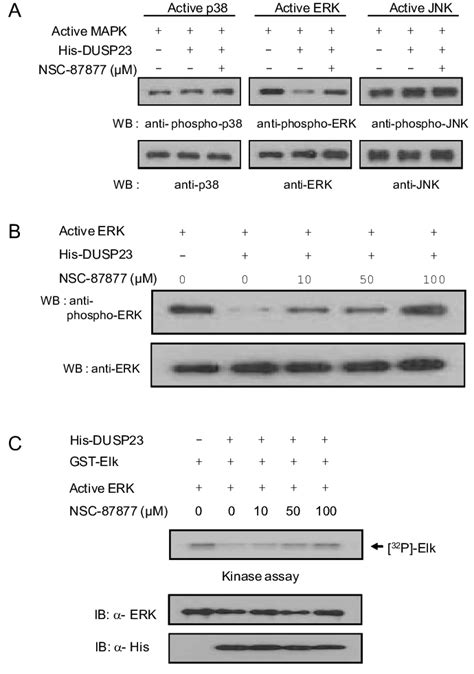 DUSP23 Specifically Dephosphorylates And Inhibits ERK And NSC 87877