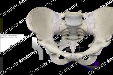 Sacrospinous Ligament Complete Anatomy