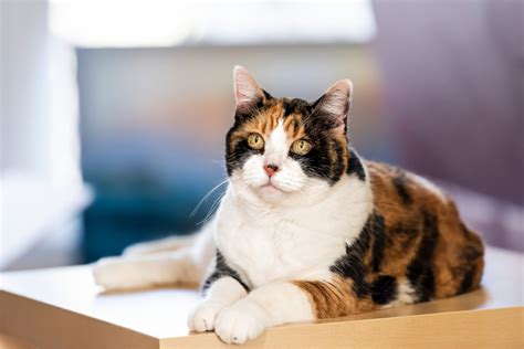 Casi Todos Los Gatos Tricolor Son Hembras Y Este Es El Motivo