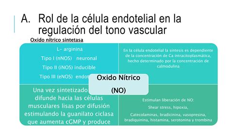 ENDOTELIO Fisiología y Fisiopatología de Trastornos Vasculares PPT