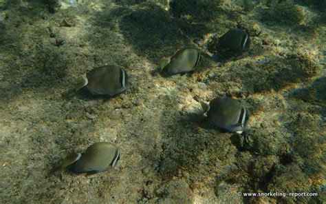 Snorkeling at Tunnels Beach (Makua Beach), Kauai | Snorkeling in Hawaii