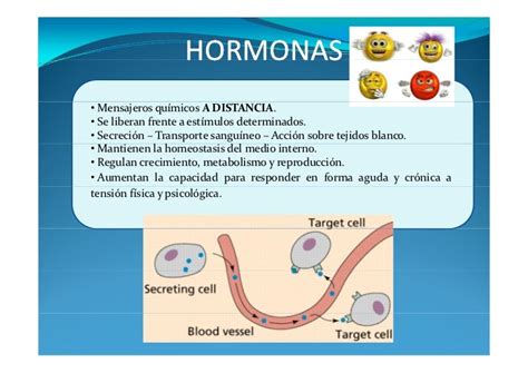 Cambios Hormonales Durante El Ejercicio