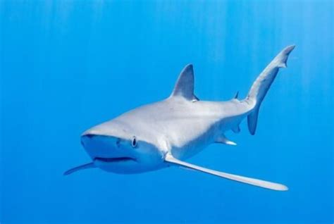 Descubre Cómo Nacen Los Tiburones Ovovivíparos O Ovíparos