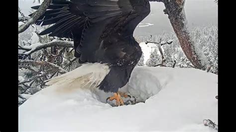 Monstrous To Mesmerizing For Jackie And Shadow Bald Eagles In Big Bear