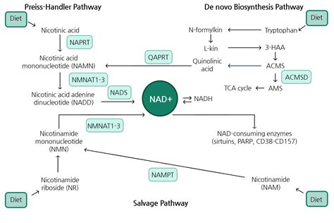 Nicotinamide Adenine Dinucleotide