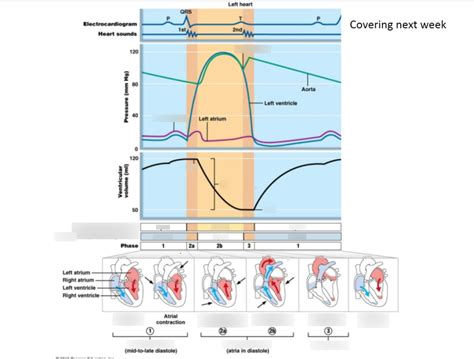 Lab 5 Blood Pressure And Pulse Points Diagram Quizlet