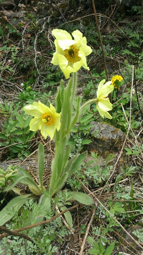 山野寻奇黄花绿绒蒿 中国自然保护区生物标本资源共享平台