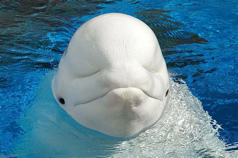 Beluga Whale Behind The Scenes At Seaworld San Diego21 Sea World Beluga Whale Seaworld San Diego