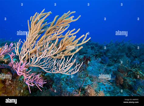 Sea Rods And Sea Plumes Gorgonians Coral Reef West End Grand Bahamas