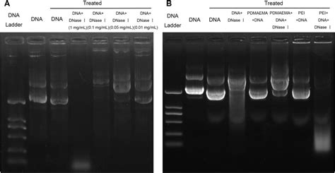 Frontiers Efficient Transient Expression Of Plasmid Dna Using Poly 2 N N Dimethylamino