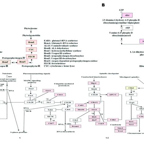 Kegg Annotation Of Degs Involved In Different Metabolism Pathways