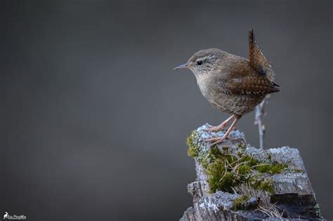 Troglodyte Mignon Faune Alpine Ch Eric Mari Thoz