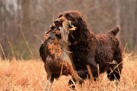 Boykin Spaniel Puppies Available Boykin Spaniel Full Profile History